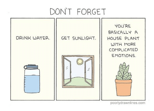 dont-forget-youre-basically-a-drink-water-get-sunlight-house-28887210
